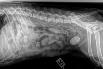 Hund mit röntgendichtem Blasenstein